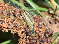 Acantholyda hieroglyphica