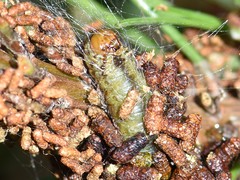 Acantholyda hieroglyphica