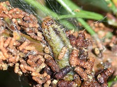 Acantholyda hieroglyphica