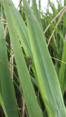 Melieria