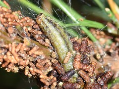 Acantholyda hieroglyphica