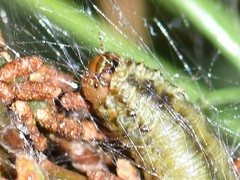 Acantholyda hieroglyphica