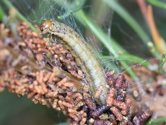 Acantholyda hieroglyphica