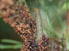 Acantholyda hieroglyphica