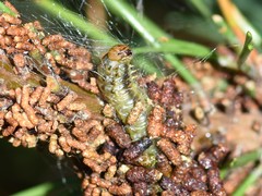 Acantholyda hieroglyphica