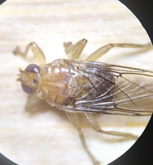 Ornithomya avicularia