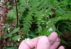 Arthropodium candidum