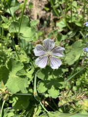 Geranium renardii