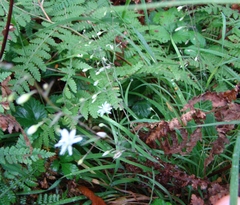 Arthropodium candidum