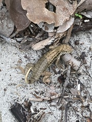 Leiocephalus carinatus