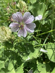 Geranium renardii