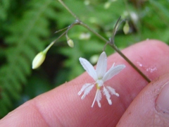 Arthropodium candidum