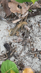 Leiocephalus carinatus