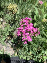 Achillea asiatica