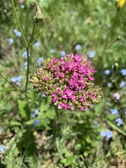 Achillea asiatica