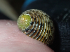 Nerita quadricolor