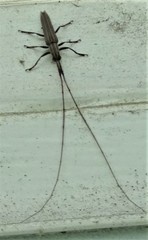 Hippopsis lemniscata