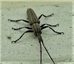 Hippopsis lemniscata