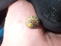 Nerita quadricolor