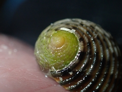Nerita quadricolor