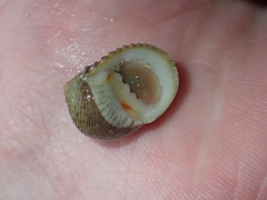 Nerita quadricolor