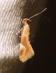 Epicallima formosella