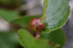 Euura herbaceae