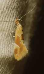 Epicallima formosella