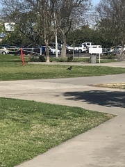 Corvus brachyrhynchos