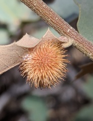 Cynips acraspiformis