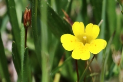 Erythranthe primuloides