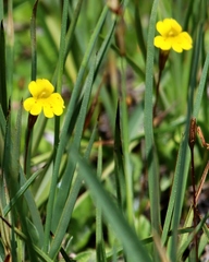 Erythranthe primuloides