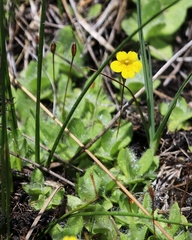 Erythranthe primuloides