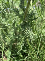 Achillea asiatica