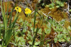 Erythranthe primuloides