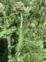 Achillea asiatica