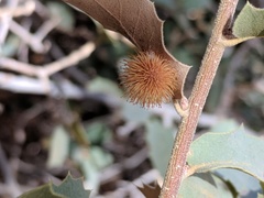 Cynips acraspiformis