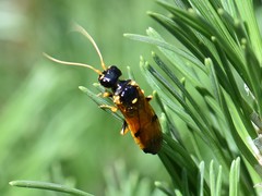 Acantholyda hieroglyphica