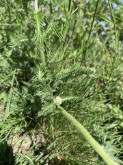 Achillea asiatica