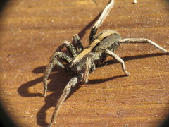 Centroctenus brevipes