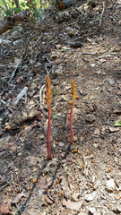 Corallorhiza maculata