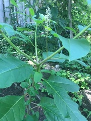 Phytolacca americana