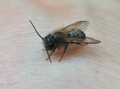 Osmia