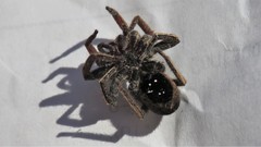 Centroctenus brevipes