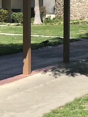 Corvus brachyrhynchos