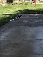 Corvus brachyrhynchos