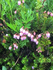 Phyllodoce × intermedia