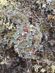 Potentilla crebridens hemicryophila