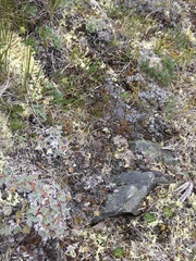 Potentilla crebridens hemicryophila