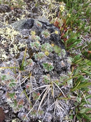 Potentilla subgorodkovii